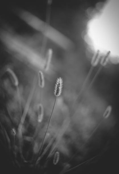 istock Flowers in the wind, black and white 1279018863