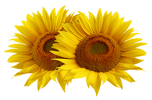 two sunflower flower isolated on white background. ripe sunflower with yellow petals, top view.