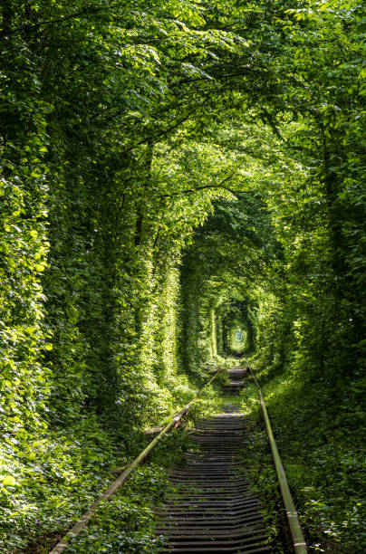 istock Tunnel of Love ( railway  in forest near Klevan, Ukraine) 1279018950
