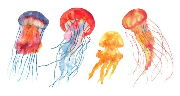 Vector illustration of Multicolored watercolor jellyfish in different poses. Ocean and sea jellyfish of bright rainbow colors. Underwater world. Hand drawn vector illustration.