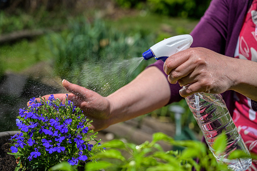 Adult woman spraying flowers in garden. Close-up of female gardener's hands holding sprayer. Plant care concept.