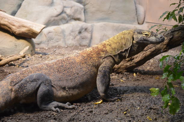 istock Komodo Dragon, the largest lizard in the world 1279019788