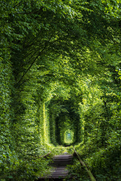istock Tunnel of Love ( railway  in forest near Klevan, Ukraine) 1279020212