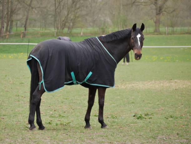 istock Horse with back cover in the pasture 1279021138