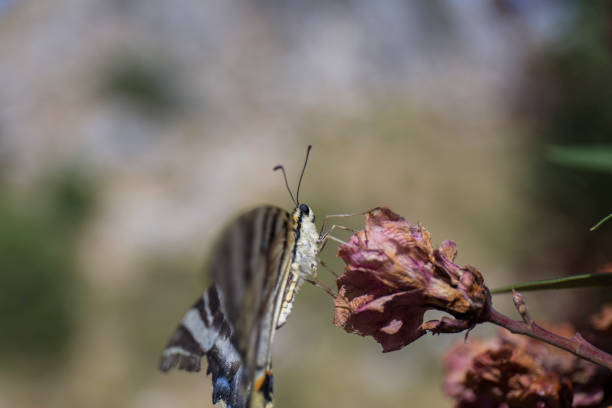 macro of a butterfly perched on a flower, the butterfly's wings have black and white stripes