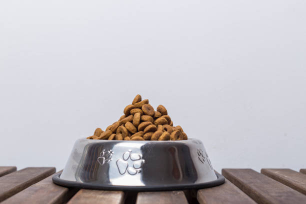istock dog food bowl 1279021305