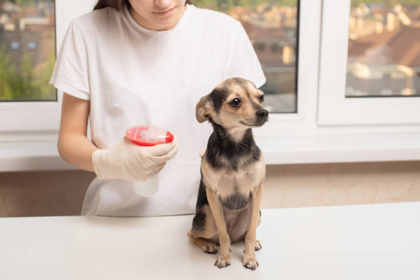 опасность клещей. профилактическое лечение питомца перед прогулкой - vet dog teenager puppy стоковые фото и изображения