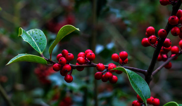 istock Autumn red berries in park 1279022611