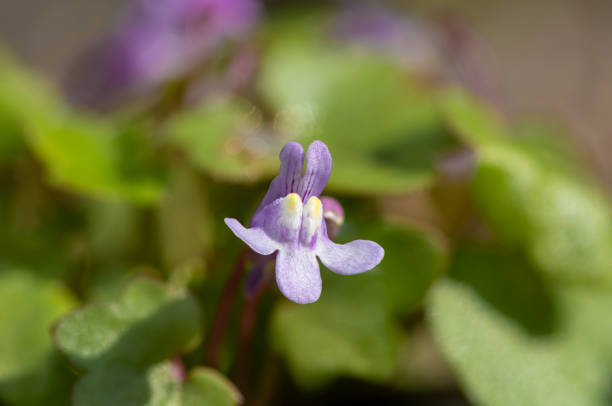 Ivy leaved toadflax (cymbalaria muralis) Macro shot of an ivy leaved toadflax (cymbalaria muralis) flower linaria cymbalaria stock pictures, royalty-free photos & images
