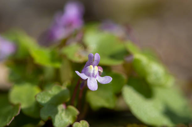 Ivy leaved toadflax (cymbalaria muralis) Macro shot of an ivy leaved toadflax (cymbalaria muralis) flower linaria cymbalaria stock pictures, royalty-free photos & images