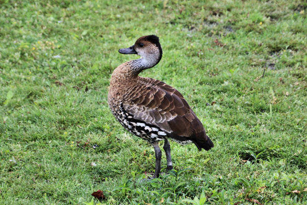 istock A view of a Whistling Duck 1279023592