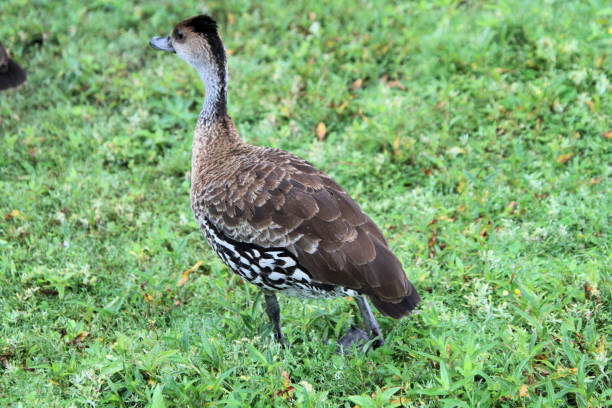 istock A view of a Whistling Duck 1279023598