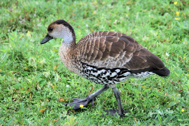 istock A view of a Whistling Duck 1279024141