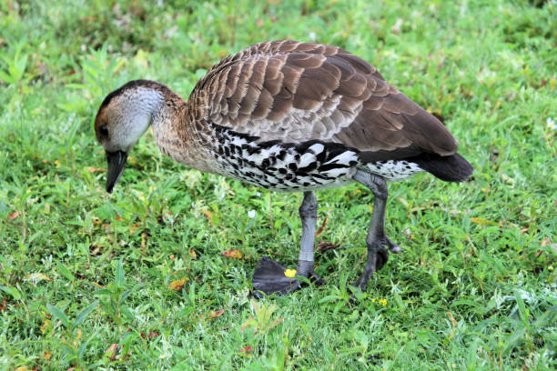 istock A view of a Whistling Duck 1279024180