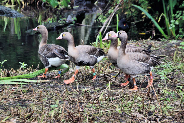 istock A view of a White Fronted Goose 1279024187
