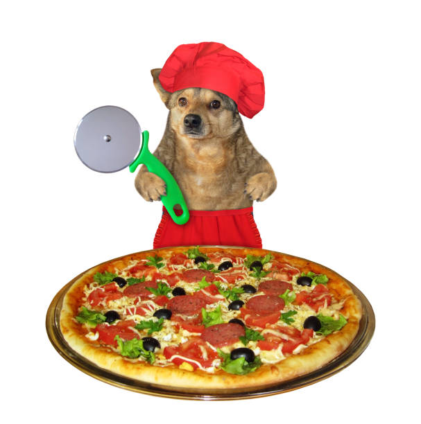 istock Dog chef cutting pizza 1279024398