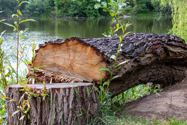Trees felling in the forest. Cut and prepare wooden timber.