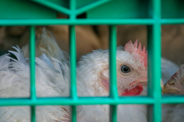 Farm hen in the cage for transport to the slaughterhouse
