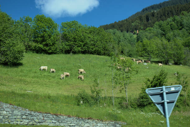 istock Cows on a meadow in Switzerland 21.5.2020 1279025853