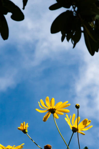 istock Yellow flowers and blue sky 1279025968