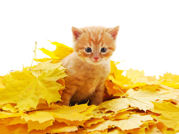 istock Little red kitten on a yellow leaf. 1279028026