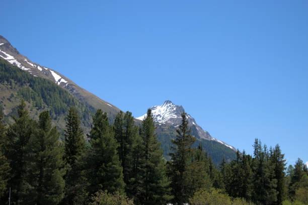 istock Fir trees on a hill 27.5.2020 1279028584