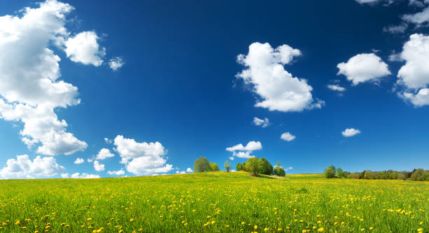 istock Field with dandelions and blue sky 1279028791