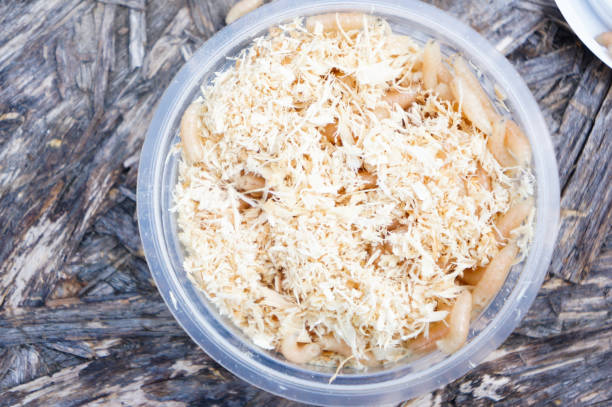 istock maggots in sawdust boxes - a good bait for fishing 1279029202