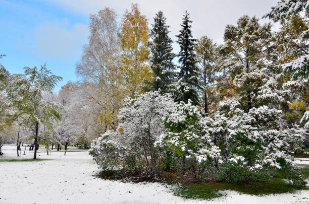 Free Stock Photo of First Snowfall of the Year in the Forest | Download ...