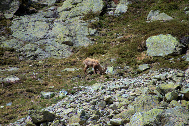 istock Capricorns in the swiss mountains 27.5.2020 1279032588