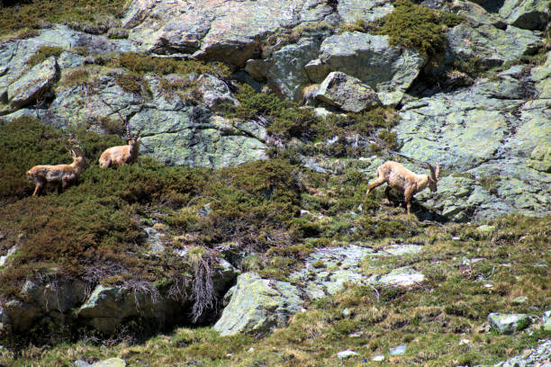istock Capricorns in the swiss mountains 27.5.2020 1279032620