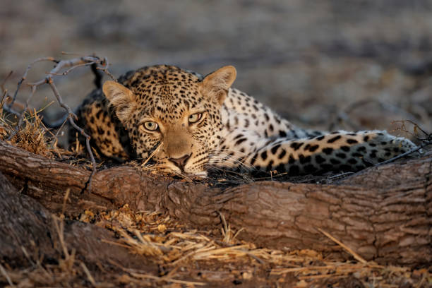 istock Leopard in Sabi Sands Game Reserve 1279032708