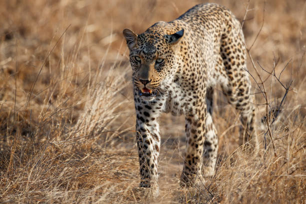 istock Leopard in Sabi Sands Game Reserve 1279032822
