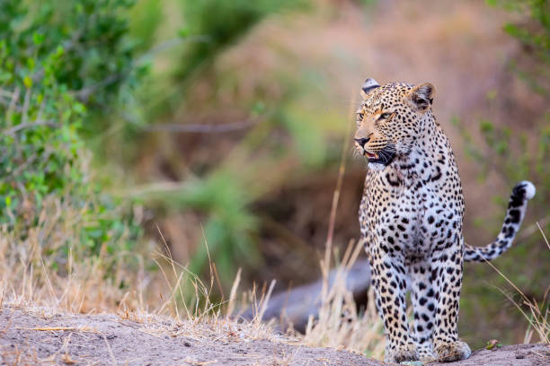 istock Leopard in Sabi Sands Game Reserve 1279032860