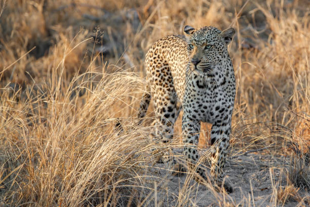 istock Leopard in Sabi Sands Game Reserve 1279032861