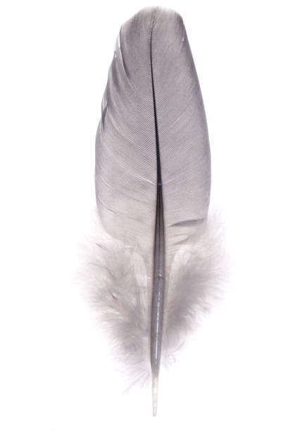 istock wood pigeon feather 1279034771