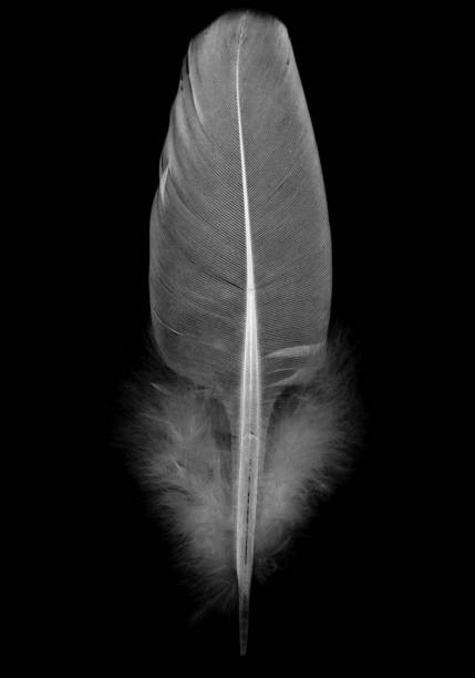 istock wood pigeon feather 1279034780