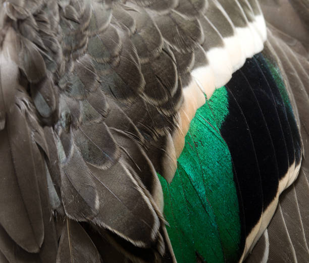 Anas crecca female wing green winged teal Anas crecca close - up green winged teal duck stock pictures, royalty-free photos & images