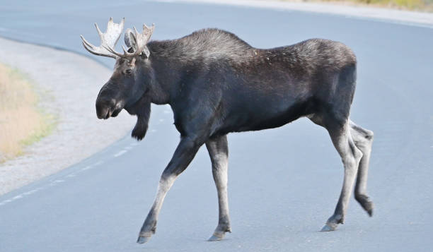 istock Bull Moose Crossing Road 1279036763