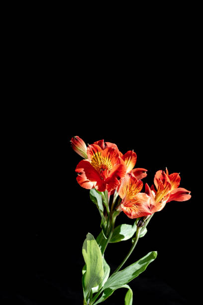istock Red flowers against black background 1279037844