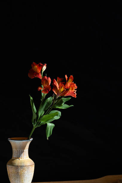 istock Red flowers against black background 1279037850