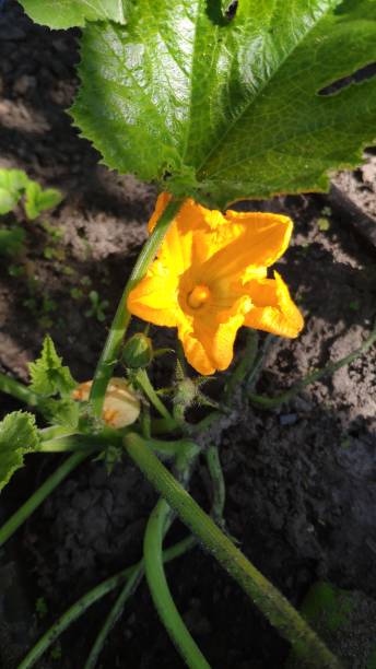 istock Gardening background with zucchini plant in open ground, selective focus 1279037909