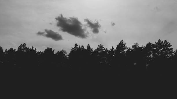 istock Black and white outline of the forest 1279037988