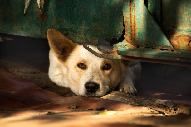 istock Sad dog peeks out from under an old rusty fence 1279039242