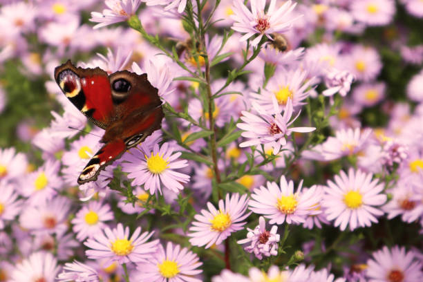 Selective soft focus. Beautiful butterfly on a flower. Place for inscription.