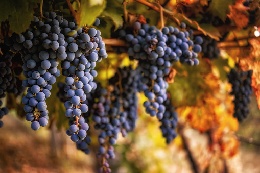 Bunches of various grapes ready to be harvested