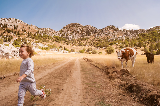 Boy playing with cows. He is scared and running away from cows. Noon time was taken on the plateau in the Taurus Mountains.