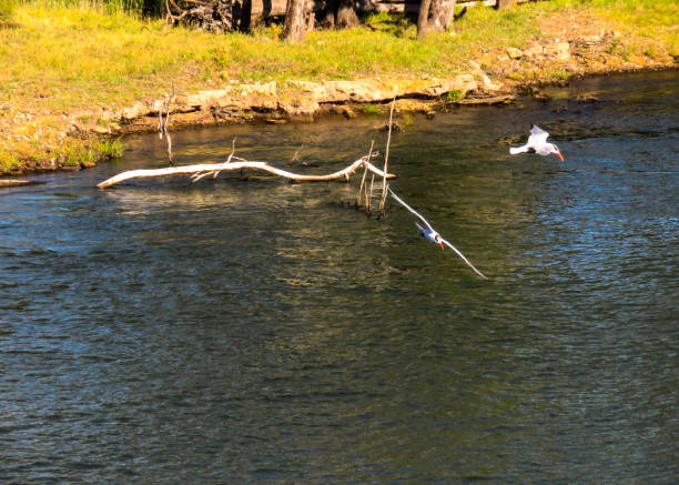 istock Hume Weir, New South Wales, Australia 1279042950