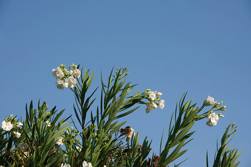 Close-up view of the white blossoms of an oleander bush under blue sky