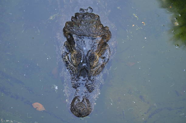 istock The beautiful Animal Crocodile  in the natural environment (farm) 1279043116